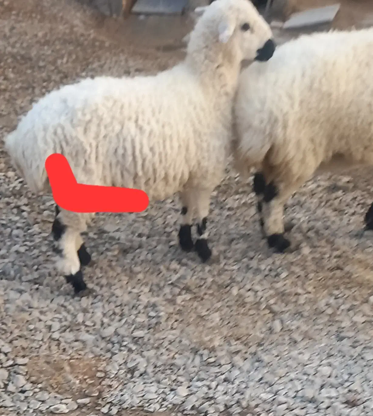 گوسفند چاق پروار|حیوانات مزرعه|نیمروز, |دیوار