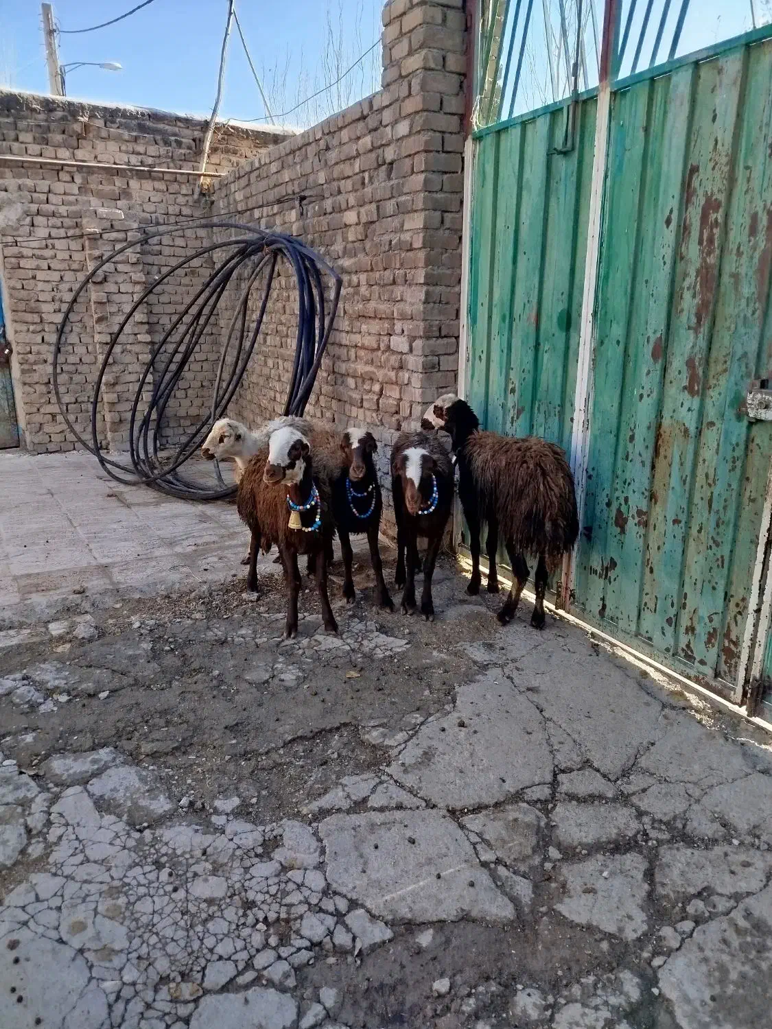 بره ماده افشار|حیوانات مزرعه|بروجرد, |دیوار