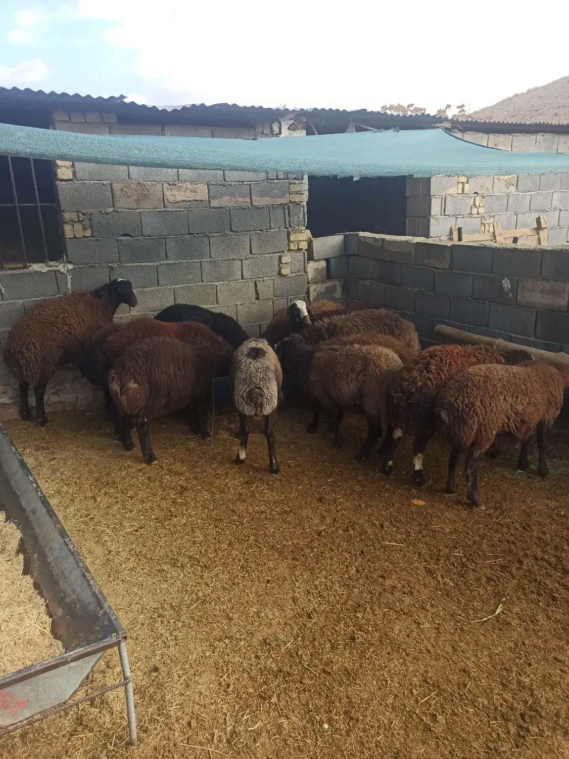 گوسفند زنده بره نر گوشت شقه ای|حیوانات مزرعه|هشتگرد, خور|دیوار