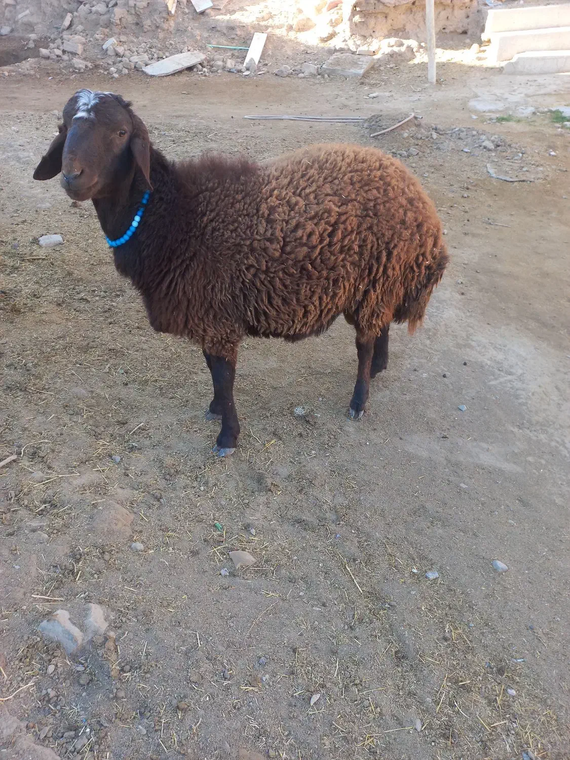 ۱ عدد بره نر افشاری چاق و ۱ بزغاله نر|حیوانات مزرعه|تربتحیدریه, ده پائین|دیوار