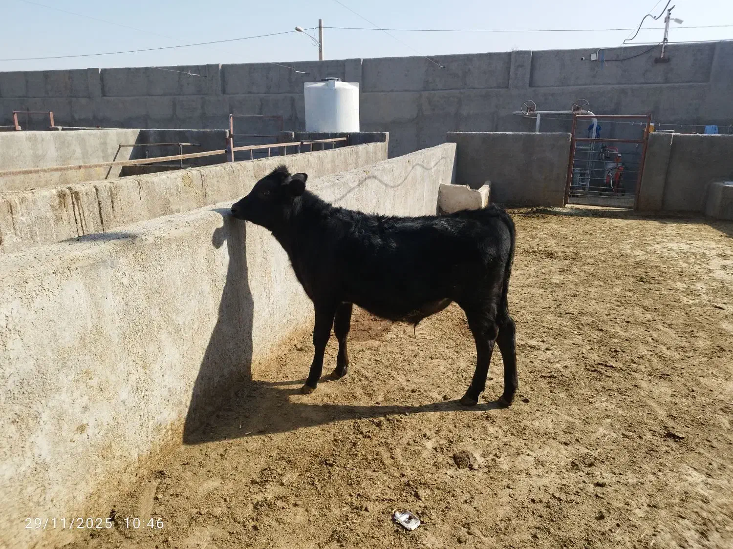 گوساله انگوس|حیوانات مزرعه|سلفچگان, |دیوار