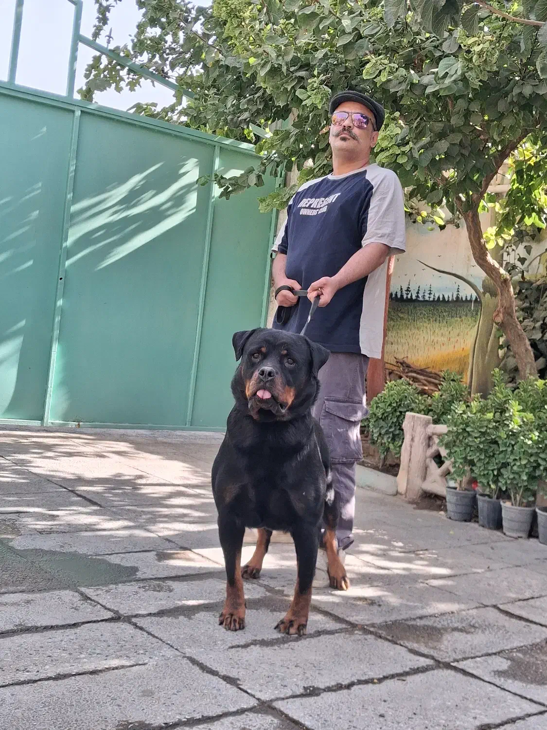 توله سگ روتوایلر.روتفایلر اصیل نگهبان|سگ|اصفهان, قلعه طبره|دیوار