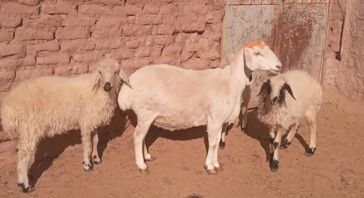 میش مغانی بره چاق فروشی|حیوانات مزرعه|بردسیر, |دیوار