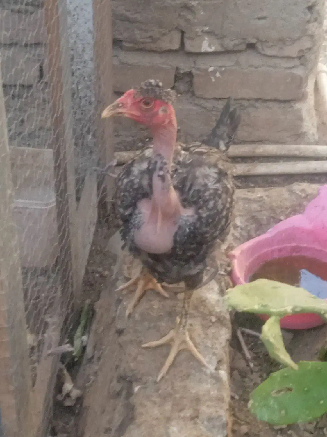 مرغ نوچه|حیوانات مزرعه|باقرشهر, |دیوار