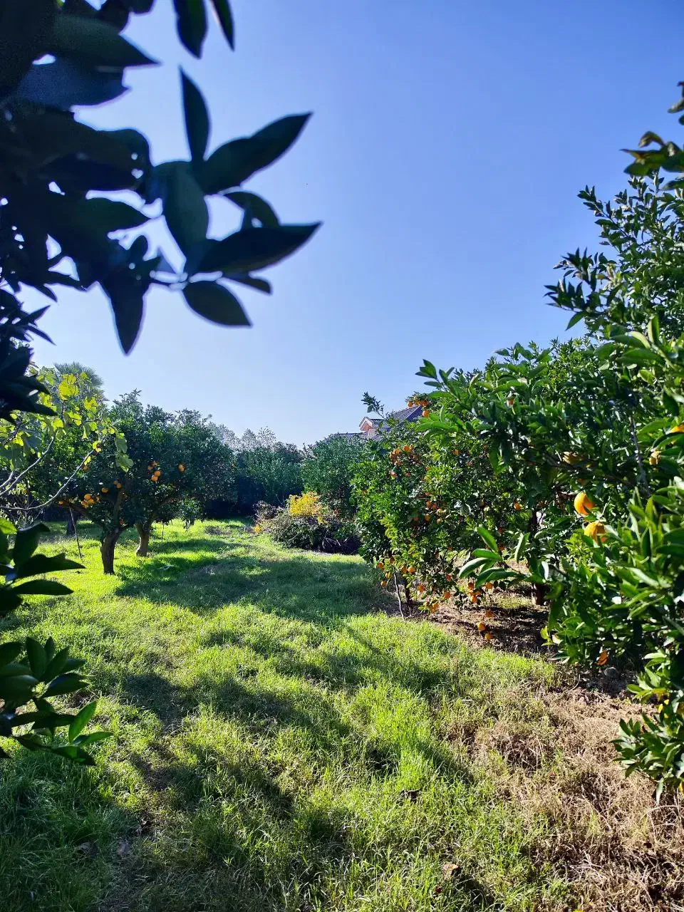 باغ پرتقال بافت مسکونی ساری-قائمشهر (ارطه)|فروش زمین و ملک کلنگی|ارطه, |دیوار