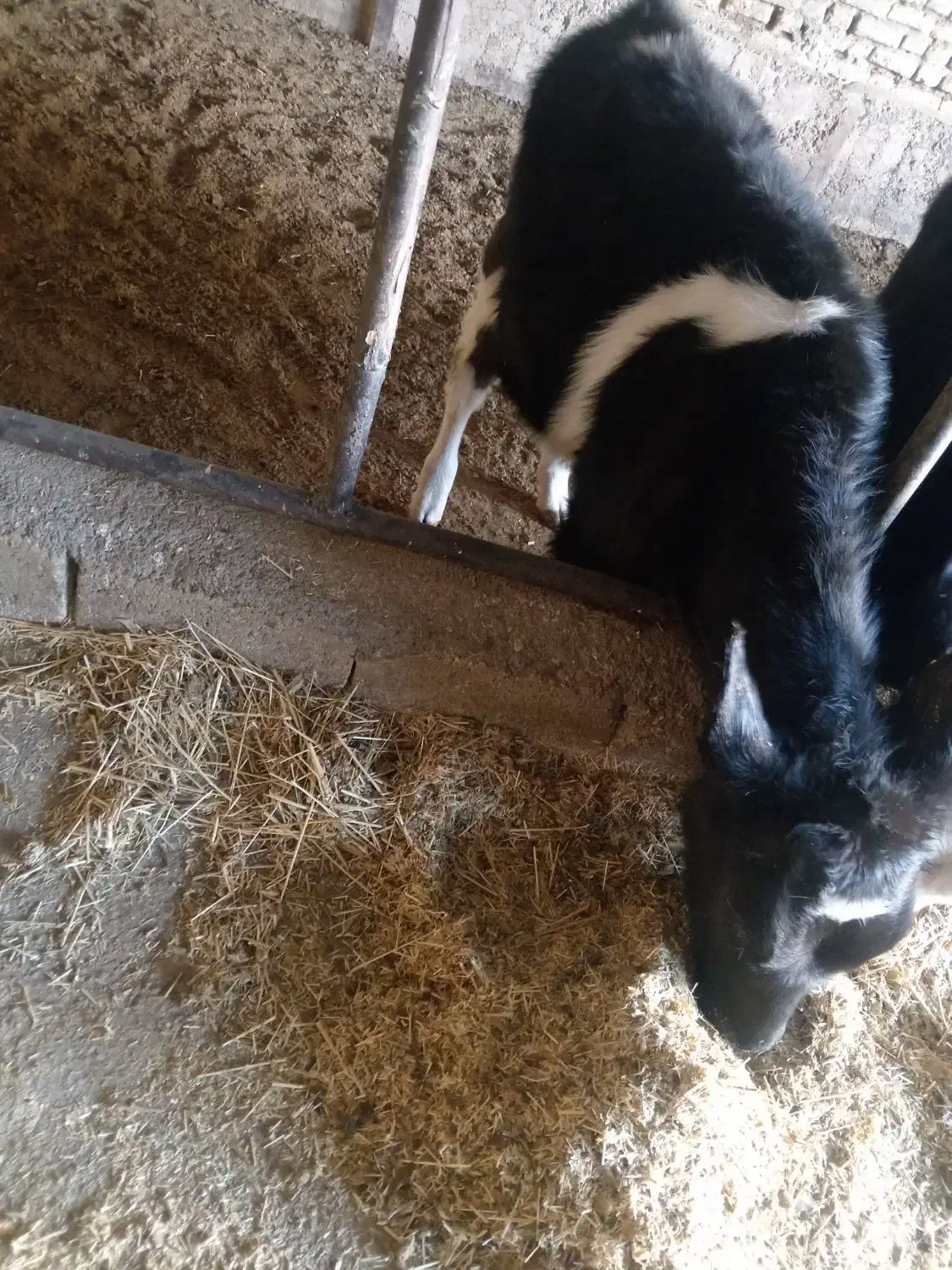 گوساله|حیوانات مزرعه|عسگران, |دیوار