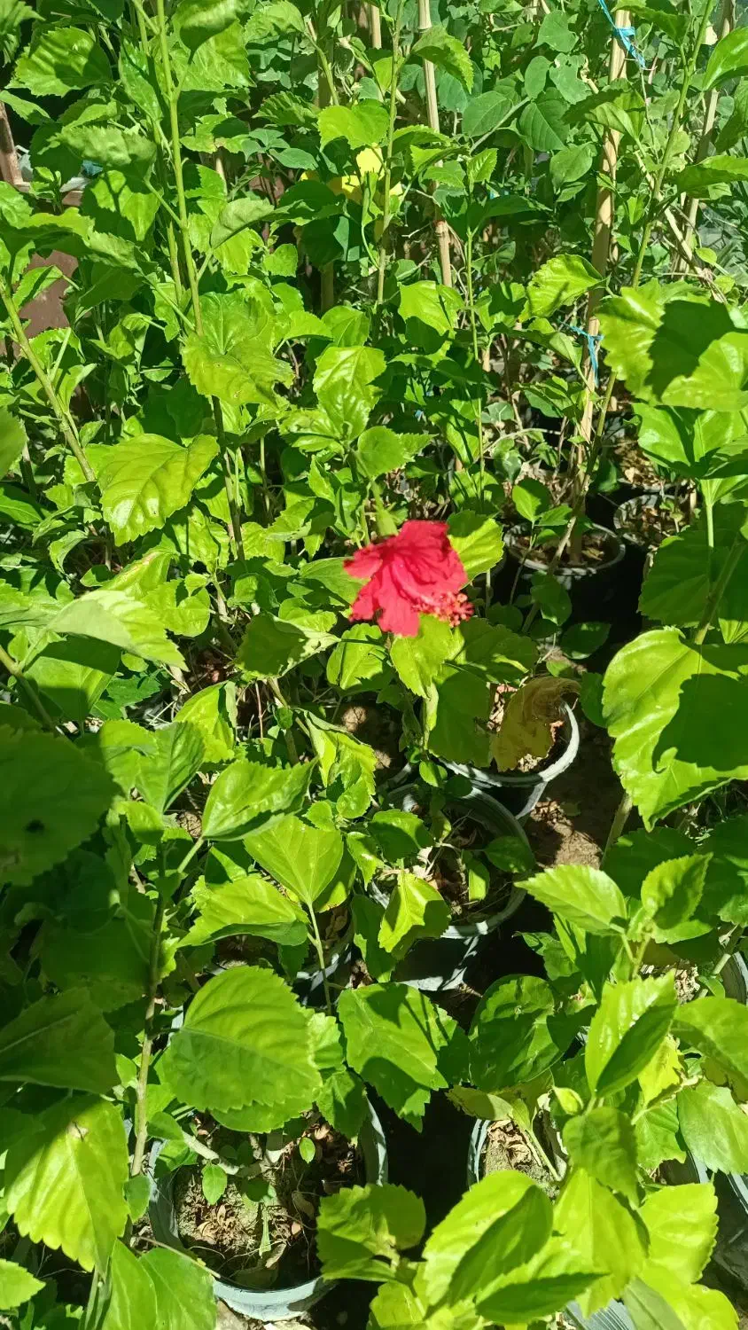 گل ونهال وگلدان درمهرستان|گل و گیاه طبیعی|مهرستان, |دیوار