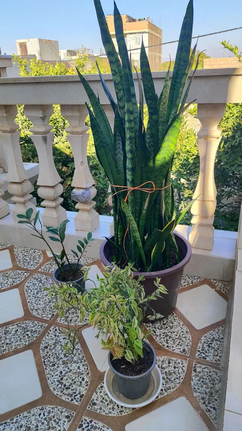 گل سانسوریا زاموفیلیا پدیلانتوس|گل و گیاه طبیعی|گالیکش, |دیوار