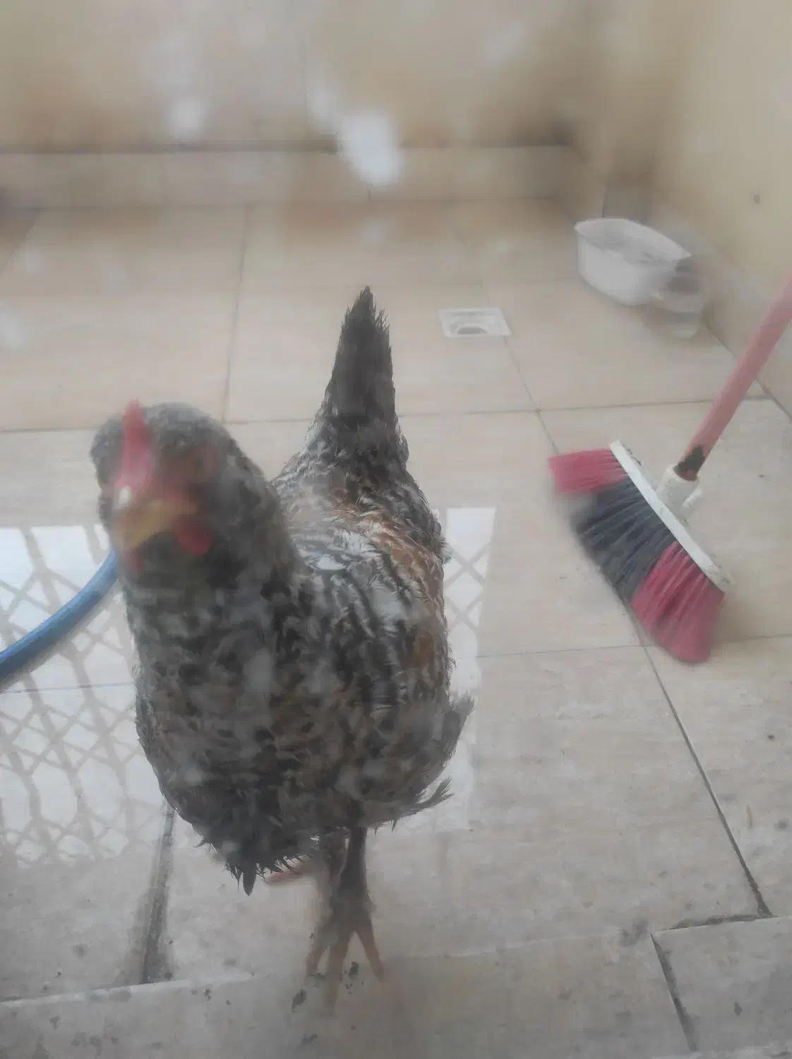 خروس  ۵ماهه|حیوانات مزرعه|پرند, فاز ۶|دیوار