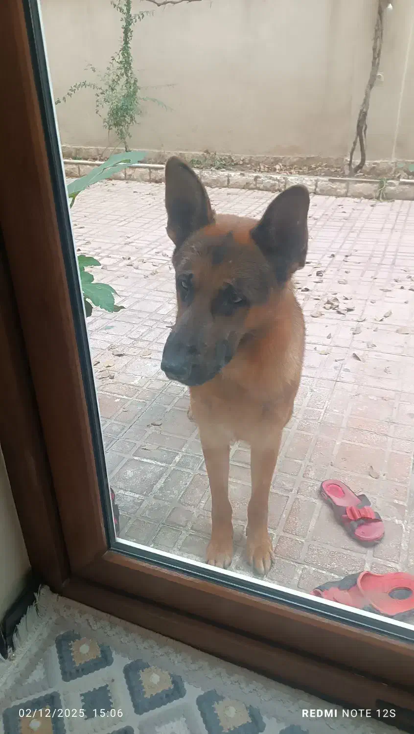 سگ ژرمن دوساله|سگ|کرج, عظیمیه|دیوار