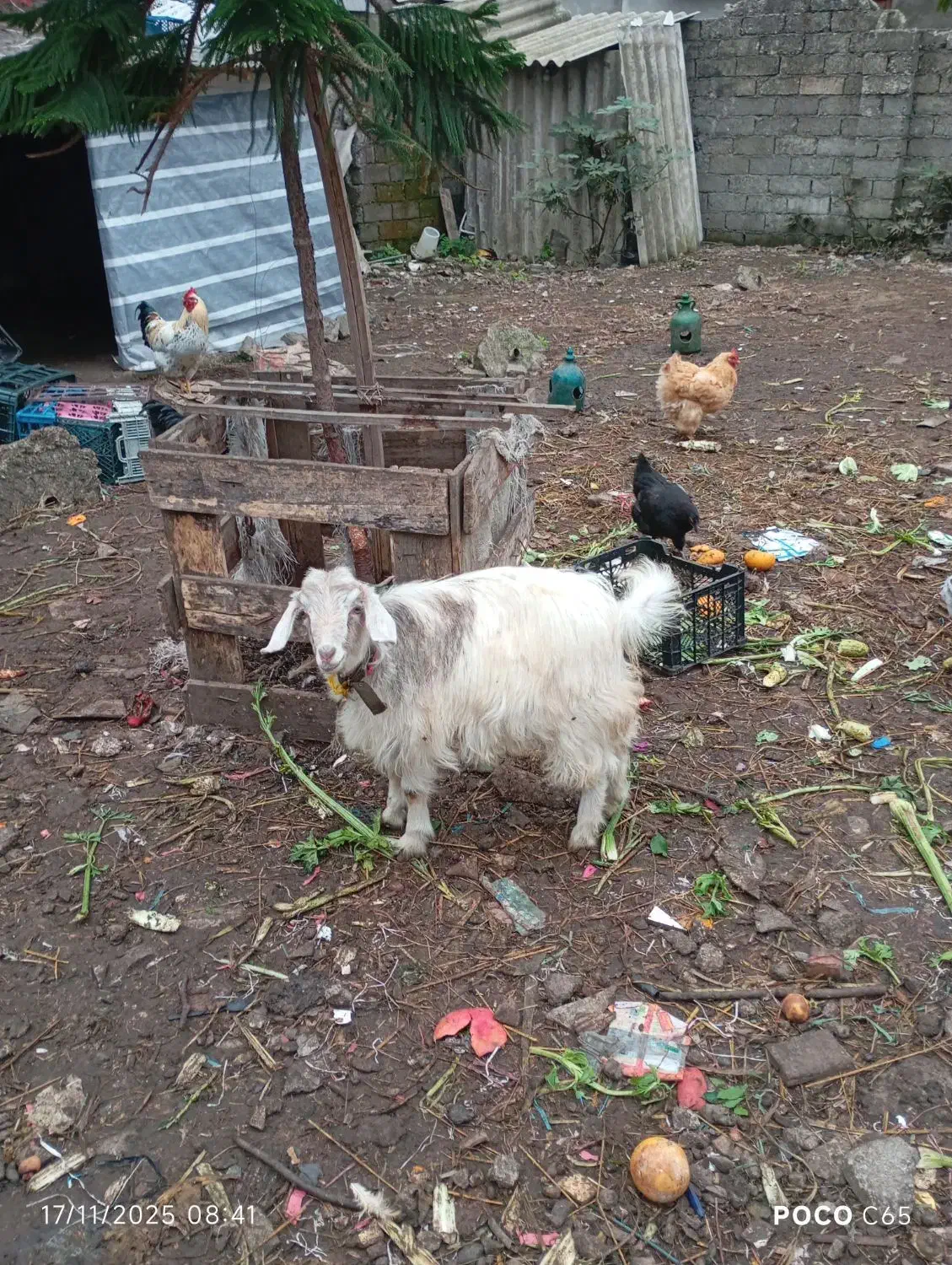 حیوانات محلی|حیوانات مزرعه|رشت, کوی حسینی|دیوار