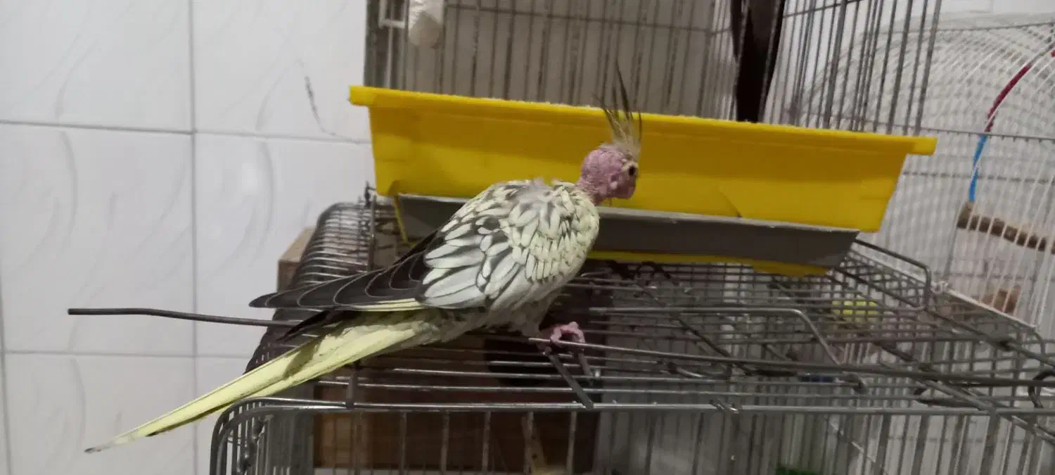 عروس هلندی|پرنده|قدس, شهرقدس|دیوار