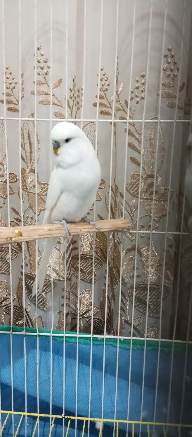 یک جفت مرغ آس برای جوجه کشی|پرنده|نقده, |دیوار