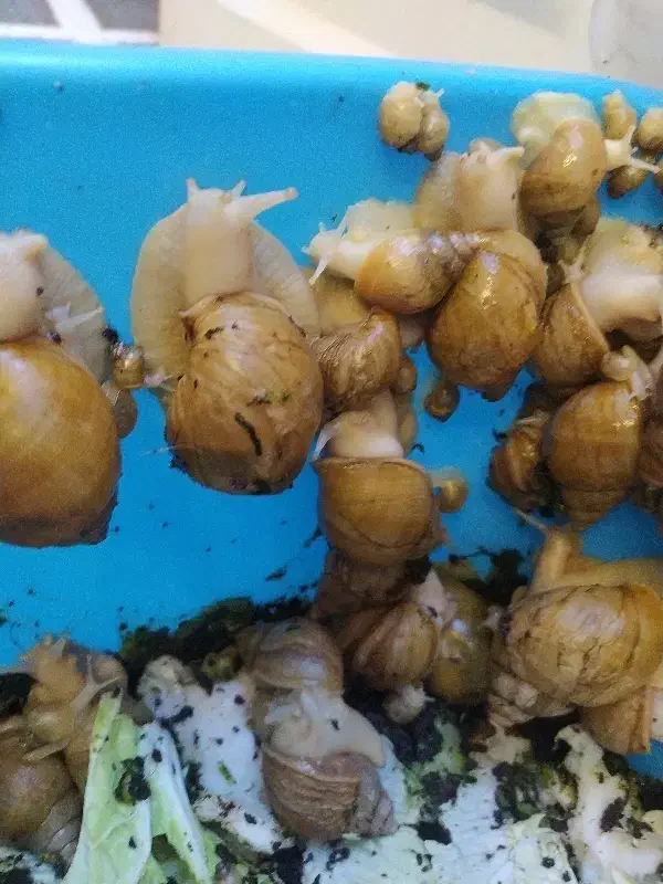 حلزون|خزنده|همدان, |دیوار