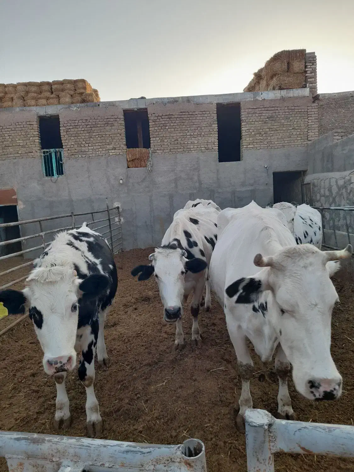چند راس گاو شیری باگوساله|حیوانات مزرعه|سبزوار, قصبه غربی|دیوار
