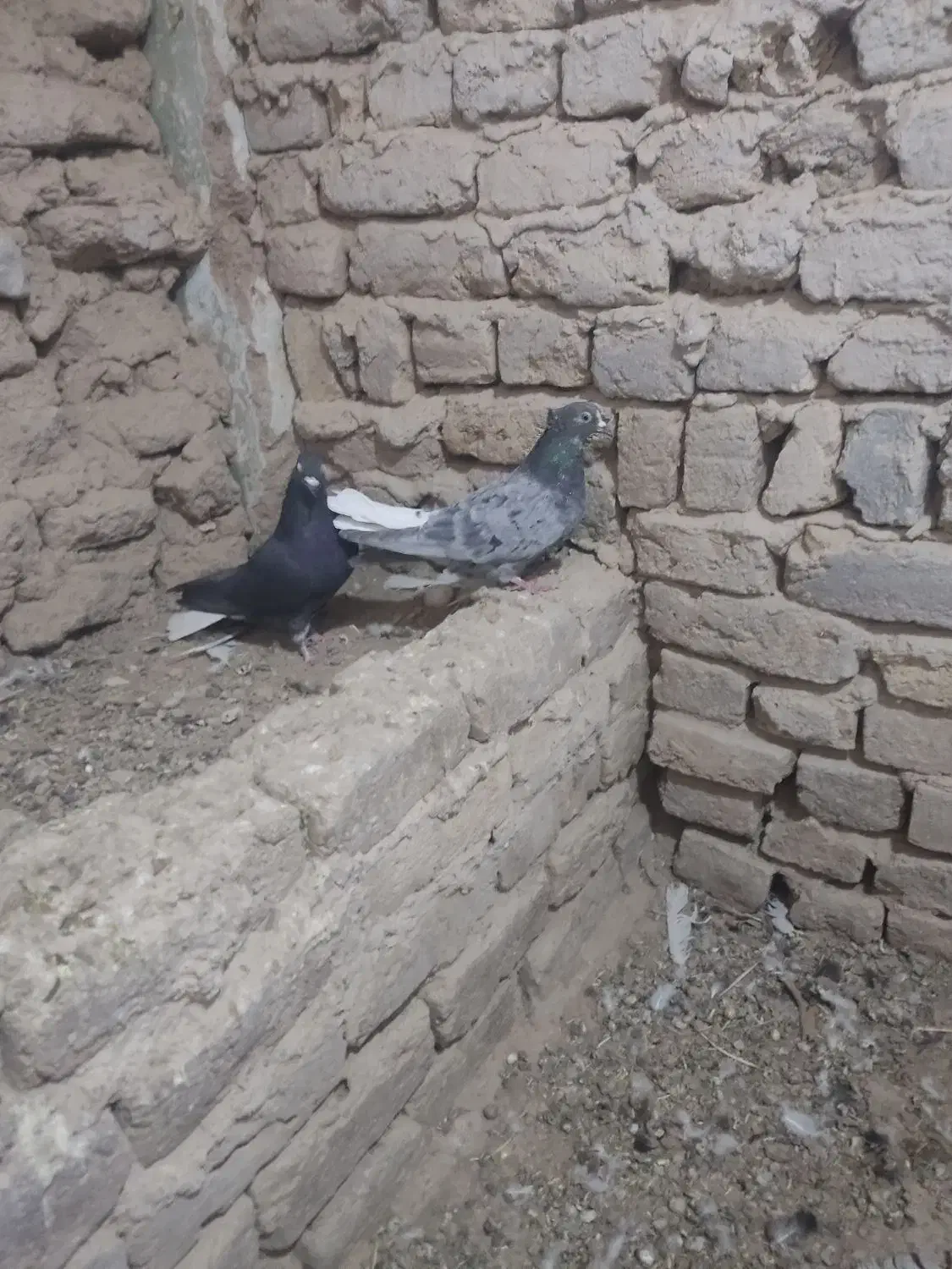 کبوتر رنگی دم سفید و خوش رنگ|پرنده|ابهر, |دیوار