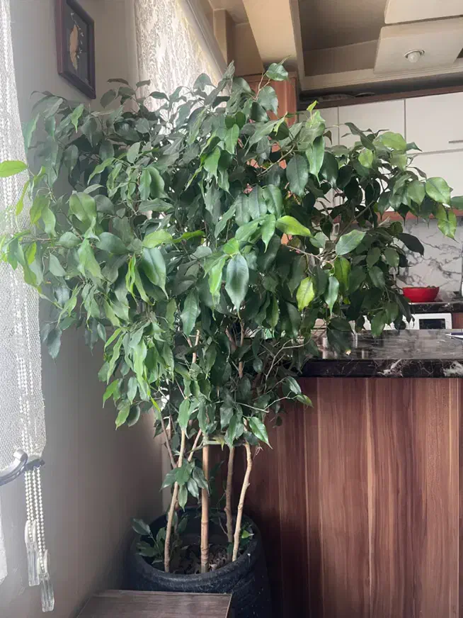 بنجامین گل|گل و گیاه طبیعی|تهران, خواجه نظام الملک|دیوار