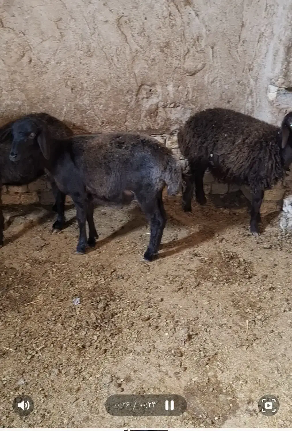 ۳عدد بره گوسفند گمشده|حیوانات|تنکمان, |دیوار
