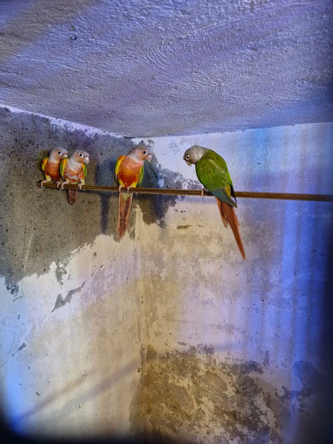 گرینچیک مولد|پرنده|میاندوآب, |دیوار