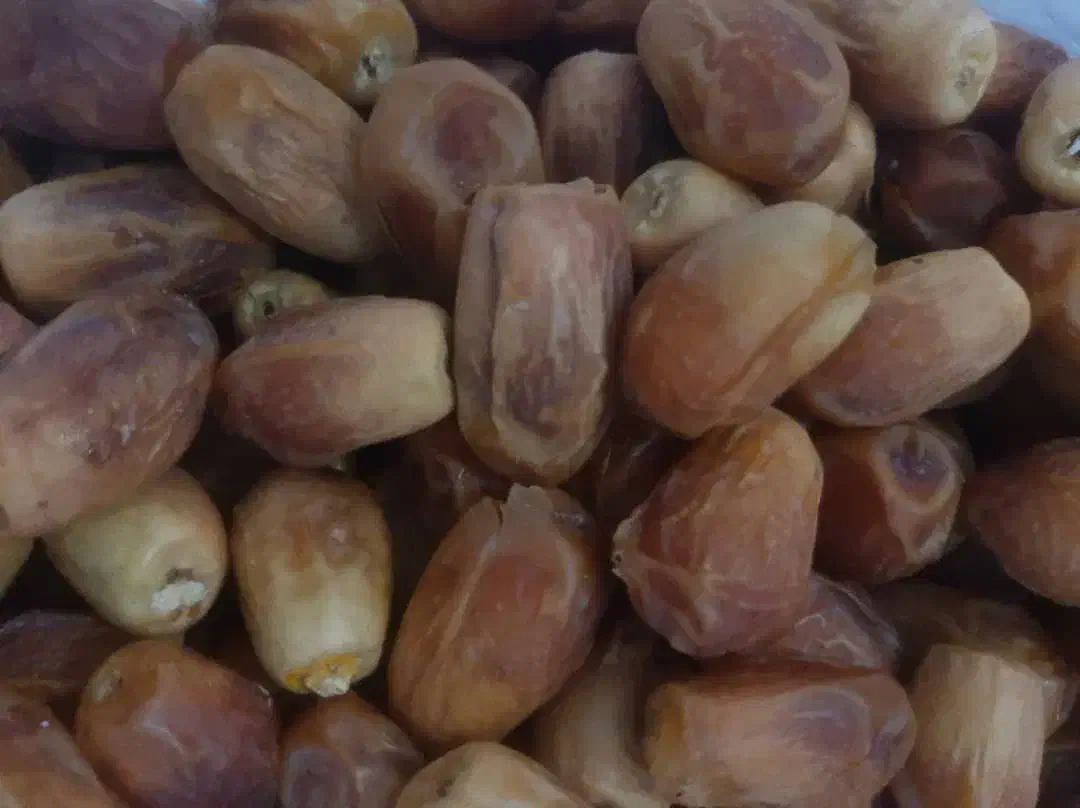 خرمای قصب|عمده‌فروشی|داراب, |دیوار