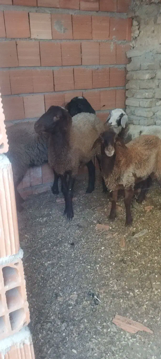فروش توقلی|حیوانات مزرعه|آق قلا, |دیوار