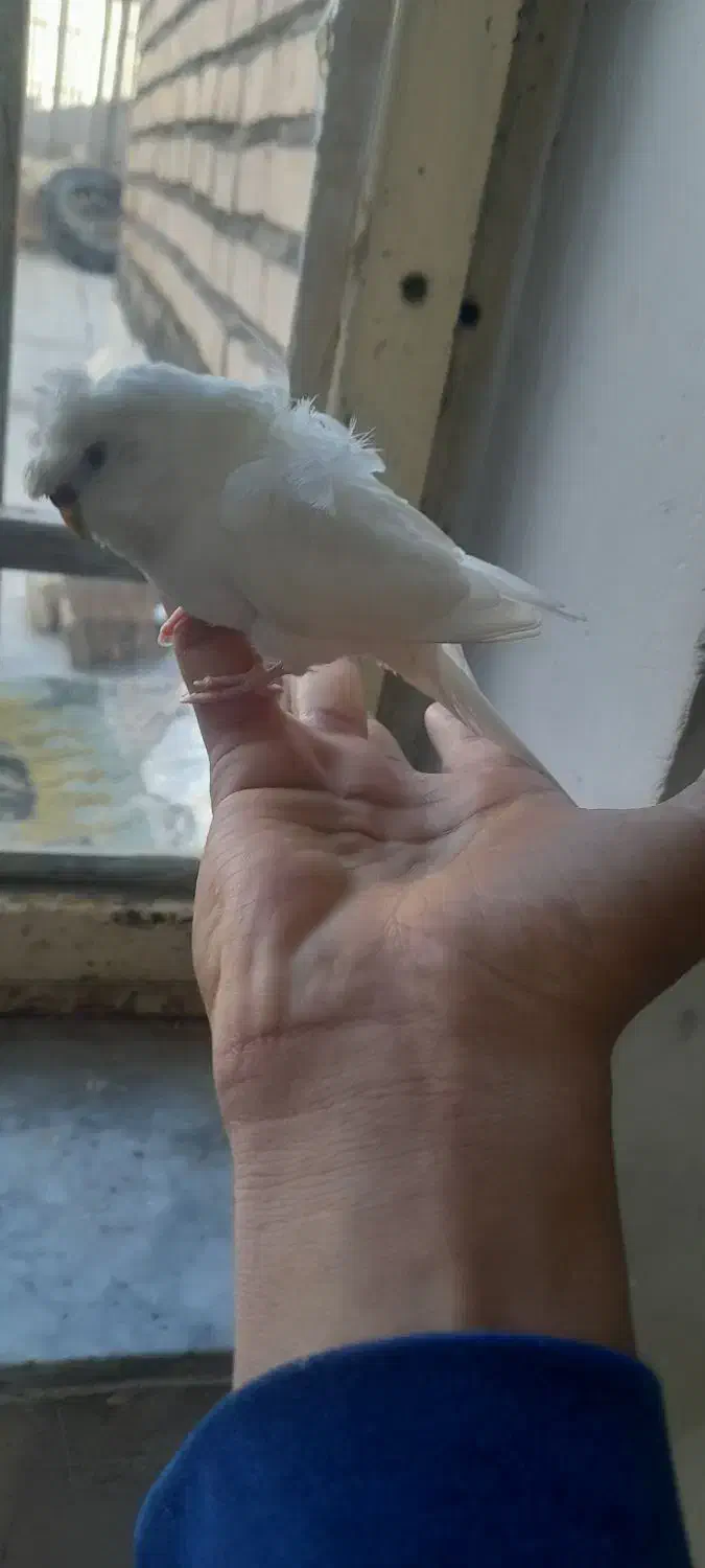 حراج|حراج|چناران, |دیوار