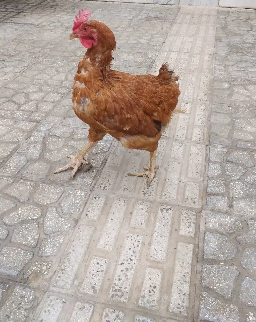 مرغ جوان محلی|حیوانات مزرعه|هشتگرد, قاسم آباد بزرگ|دیوار