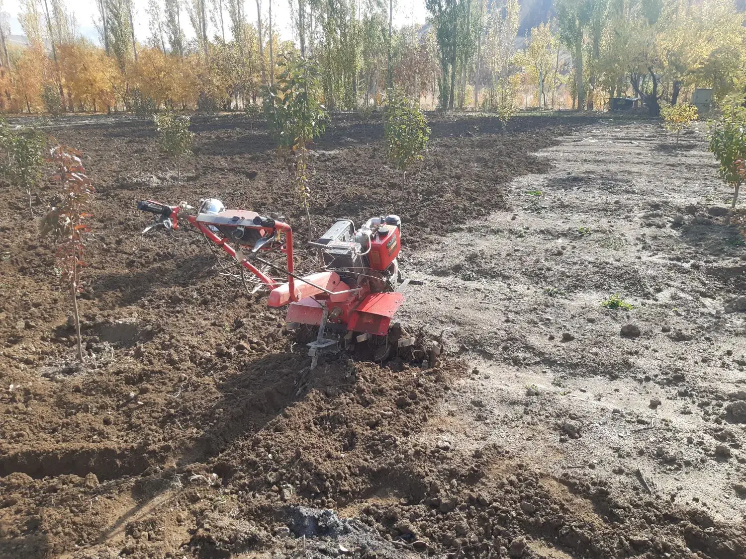 تیلر زنی انواع باغات|خدمات باغبانی و درختکاری|سنندج, |دیوار