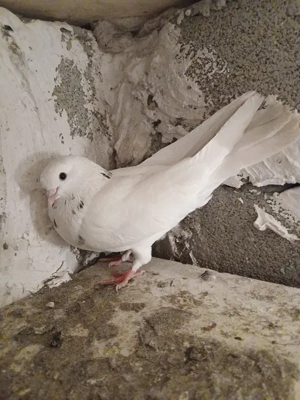 طوقی|پرنده|اردبیل, |دیوار