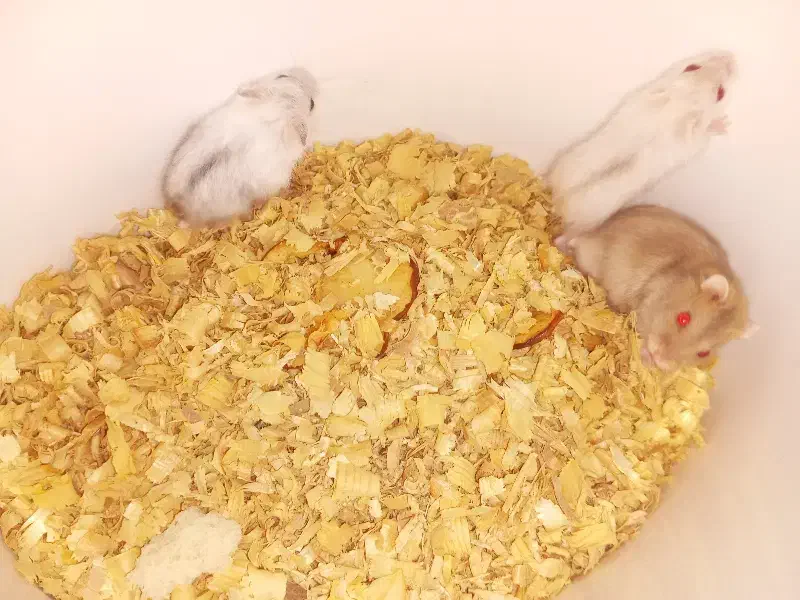 همستر کمپل مینیاتوری|موش و خرگوش|تهران, هفده شهریور|دیوار