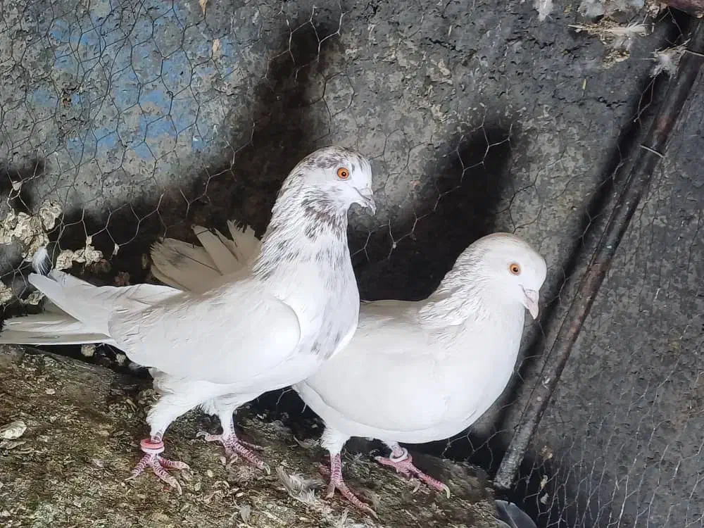 چند جفت کبوتر پرشی|پرنده|مبارکه, |دیوار