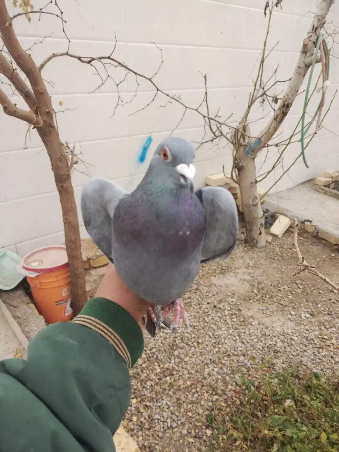 کبوتر|پرنده|هرند, |دیوار