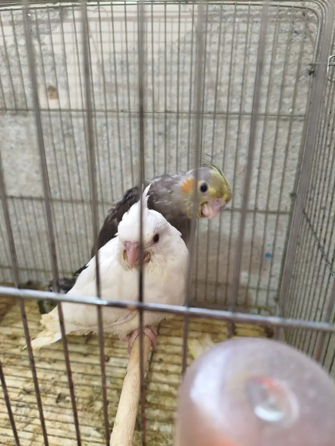 جوجه گرینچیک و عروس هلندی|پرنده|شاهین‌شهر, نظامی|دیوار