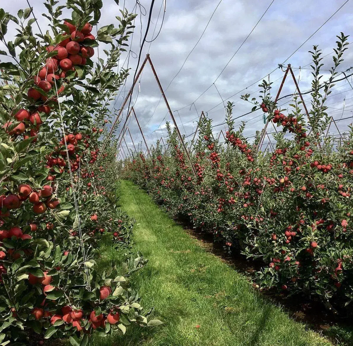 نهال سیب مالینگ M7 پایه نیمه‌پاکوتاه|خدمات باغبانی و درختکاری|اشنویه, |دیوار