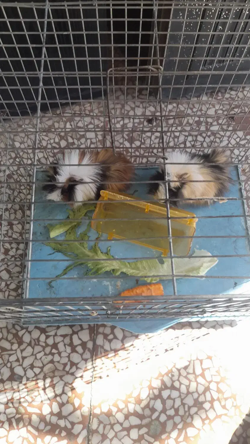 خوکچه هندی اهلی|موش و خرگوش|تبریز, |دیوار