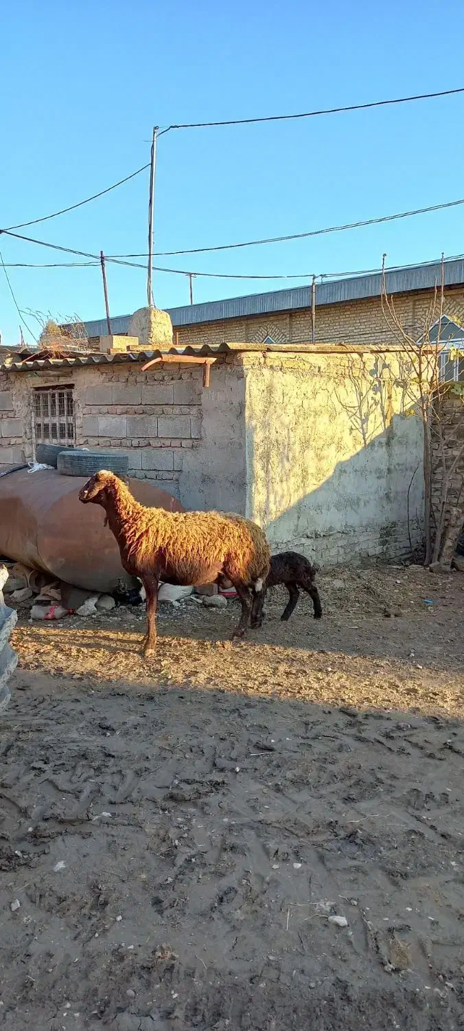 گوسفند بره دار و شیشک|حیوانات مزرعه|گنبد کاووس, |دیوار