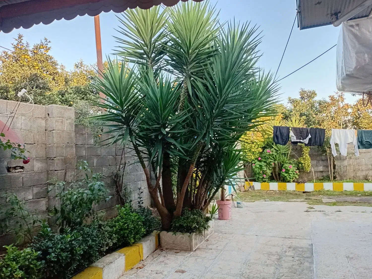 فروش گل یوگا|گل و گیاه طبیعی|بندر انزلی, چهارفریضه|دیوار