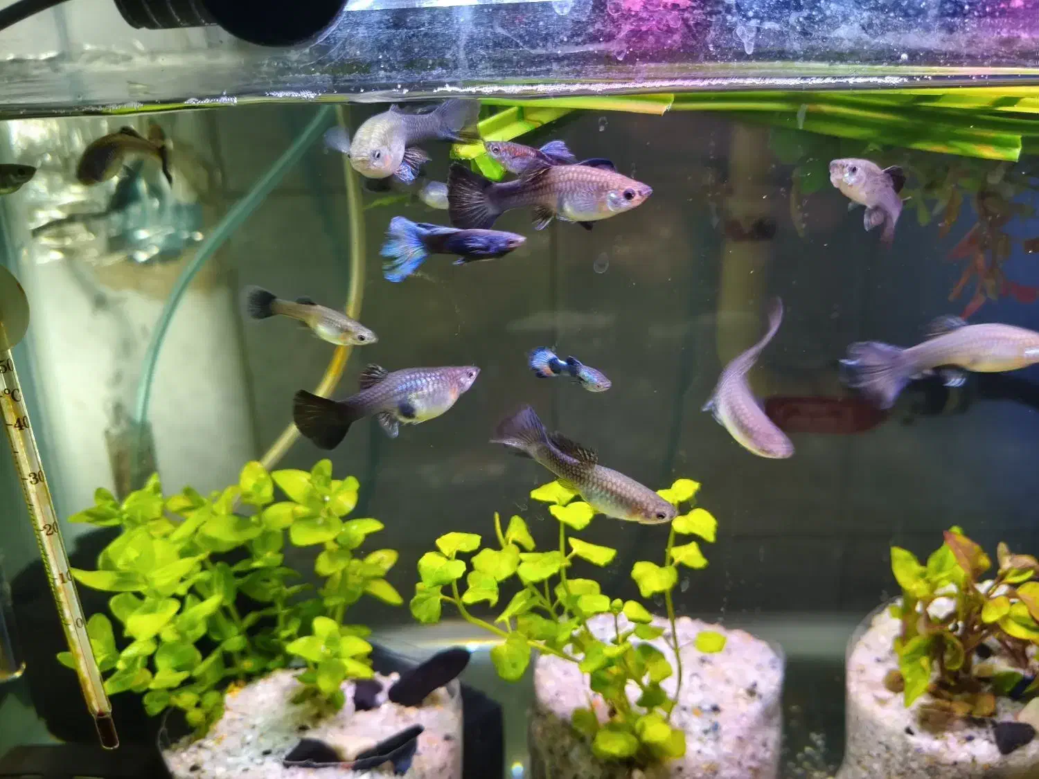 ماهی گوپی .ماهی زینتی.بلو‌ مسکو.|ماهی|قزوین, |دیوار