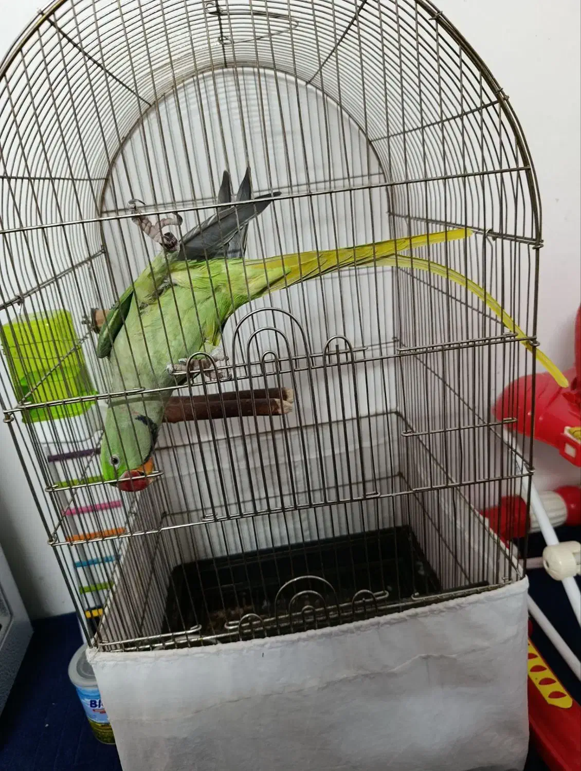 شاه طوطی نر|پرنده|مشهد, کارگران|دیوار