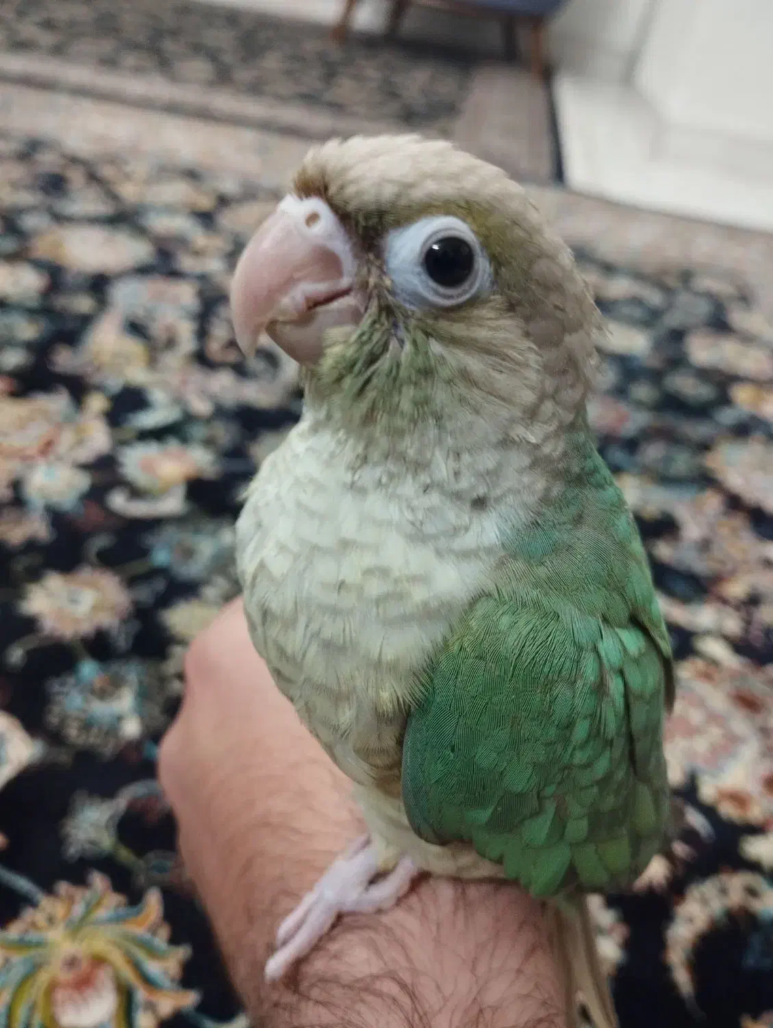 گیرینچیک|پرنده|پاکدشت, پاکدشت (مامازند)|دیوار