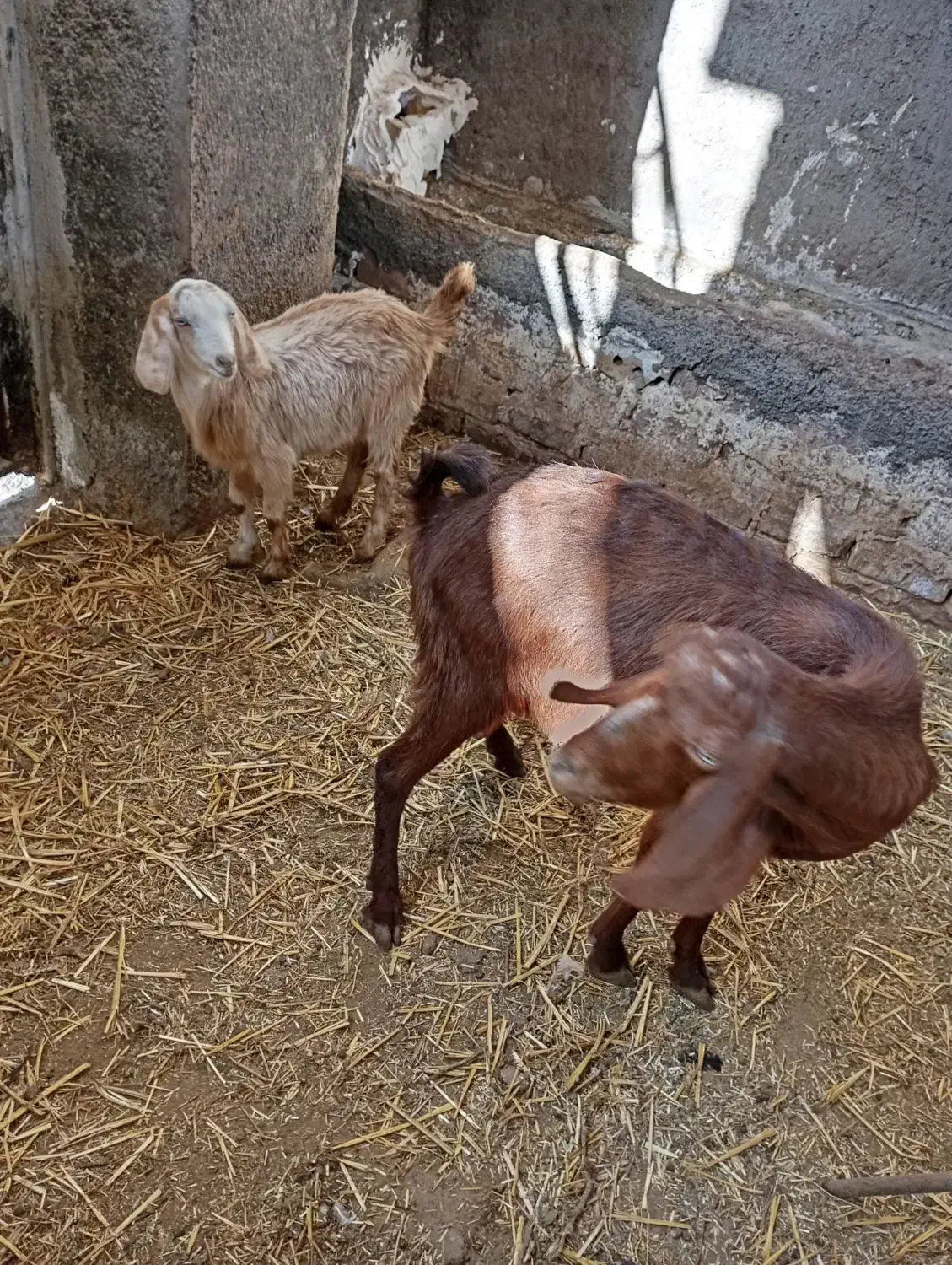 یک عدد بز زاییده|حیوانات مزرعه|نیشابور, شهرک رضوی|دیوار