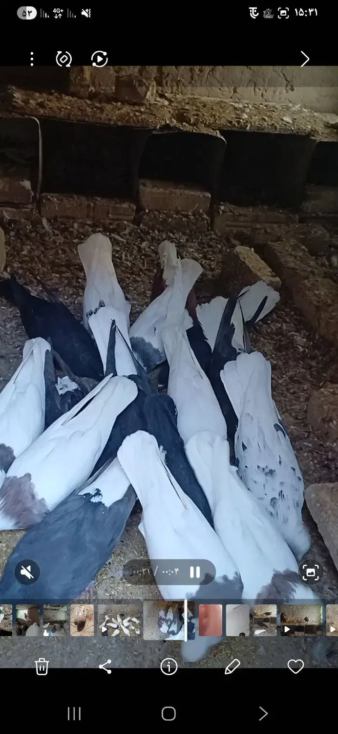 بیله رنگی|پرنده|یزد, |دیوار