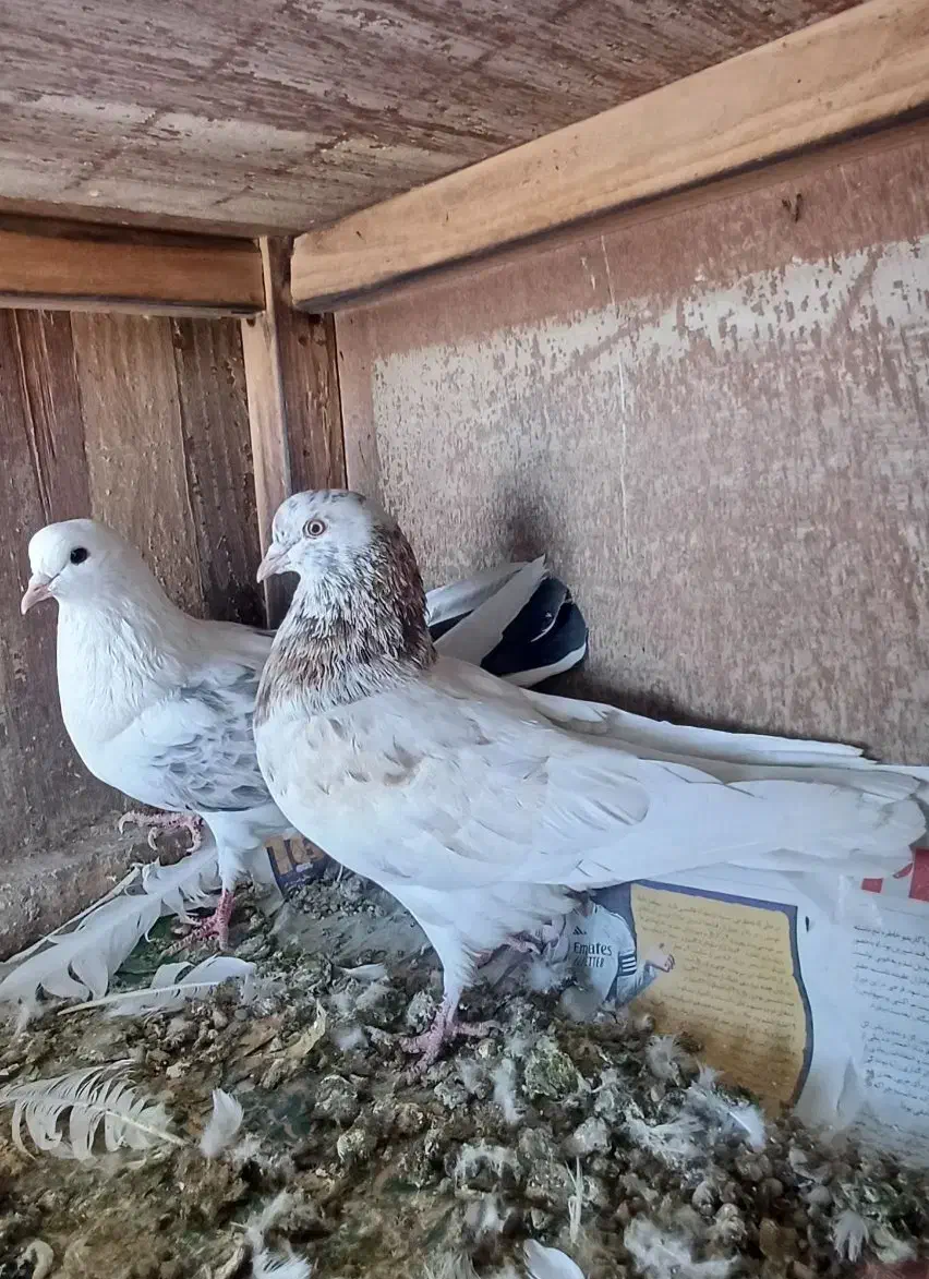 کفتر فروشی|پرنده|ابهر, |دیوار