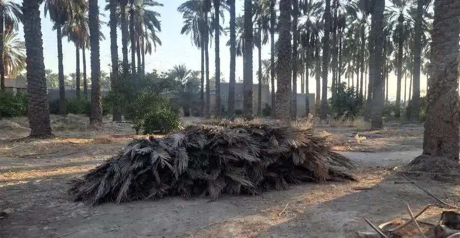 پیش نخل|گل و گیاه طبیعی|جهرم, |دیوار