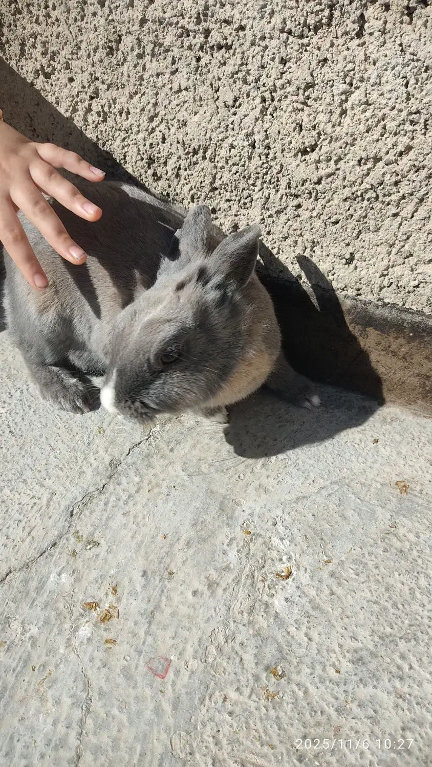 خرگوش ماده بالغ|موش و خرگوش|قوچان, |دیوار