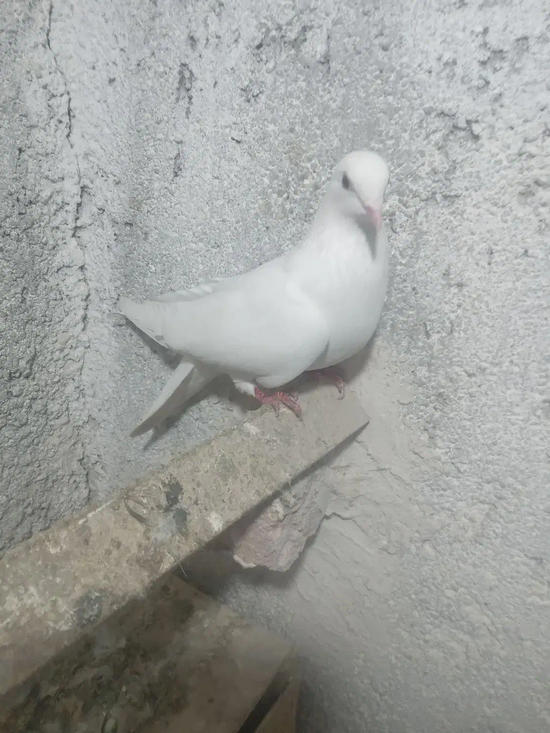 اغ مایا|پرنده|اردبیل, |دیوار