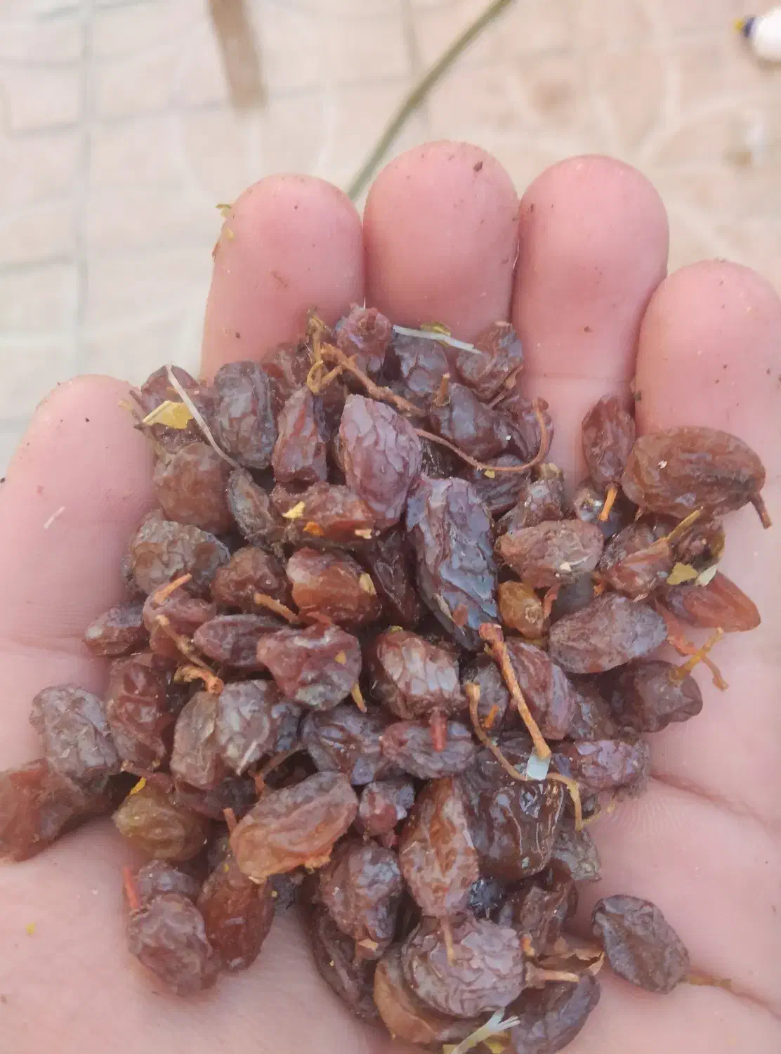 کشمش ضایعات شیره ای درجه یک|خوردنی و آشامیدنی|مشگین شهر, |دیوار