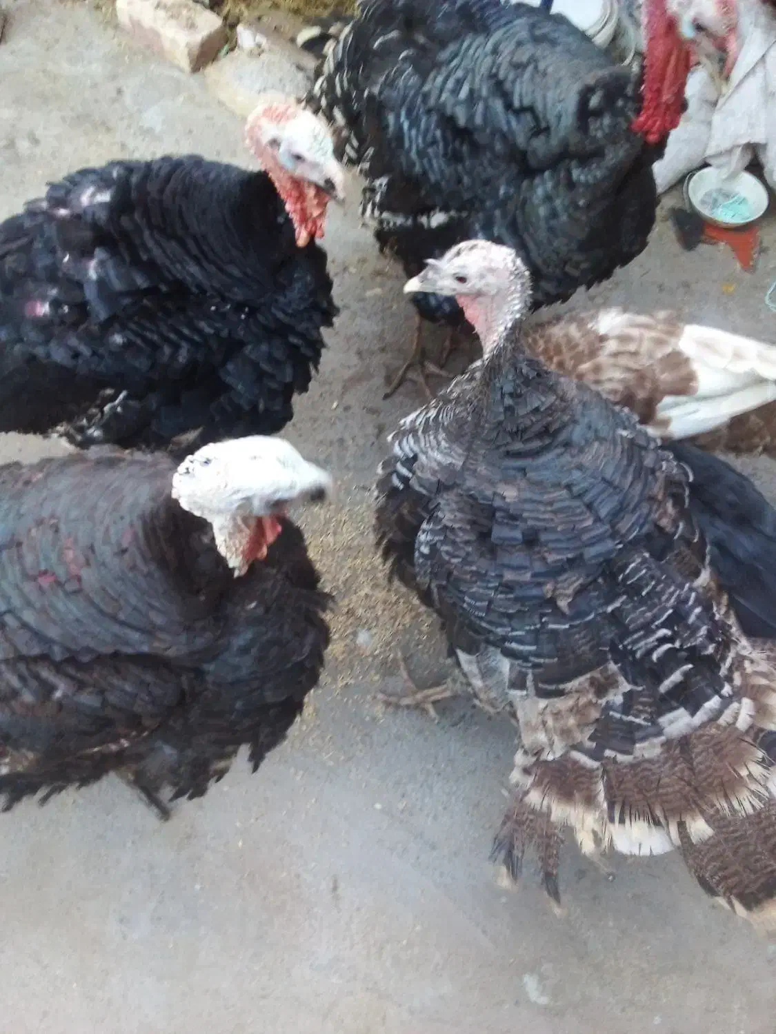 بوقلمون کیلویی ۲۳۰|حیوانات مزرعه|تربت جام, یحیی آباد|دیوار