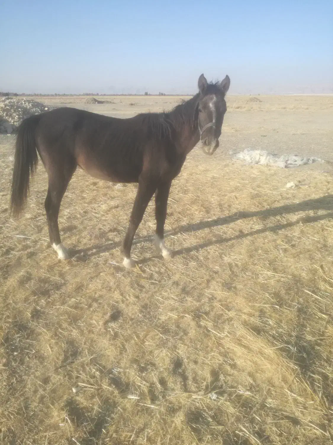 اسب|اسب و تجهیزات اسب‌سواری|سروستان, |دیوار