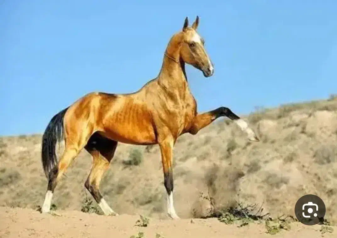 فروش تعدادی اسب|اسب و تجهیزات اسبسواری|فردیس, شهرک سپاه|دیوار